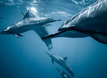 徐杰关键三分张洪硕18分 广东险胜浙江取2连胜